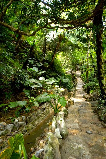 沖繩-景點-名護-山原亞熱帶園-やんばる憩いの森-推薦-親子-自由行-旅遊-Okinawa-Nago