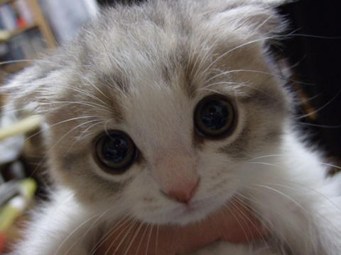 Petua Atasi Kucing Cirit Birit Atau Berak Cair Kongxie Kongsi Artikel Dan Berita Berinformasi Gambar Video Resepi Dan Cerita Lawak