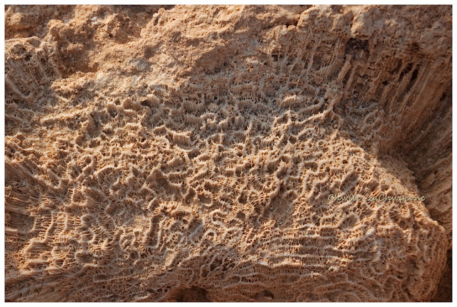 Skamieniałości plejstoceńskie, Egipt skamieniała rafa