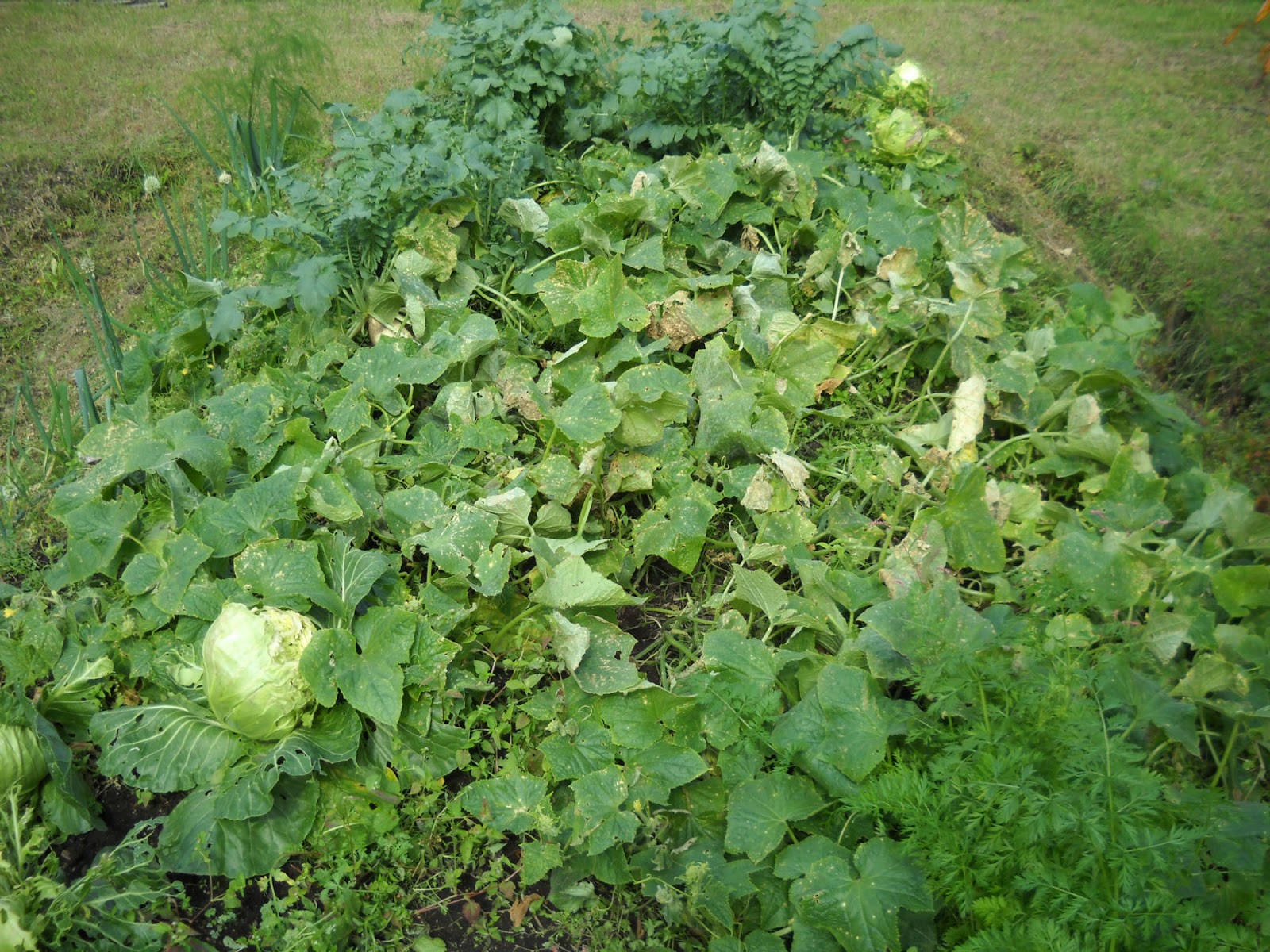 若いニンニクの植え方 - ニンニクまたは若いニンニクを植える時期