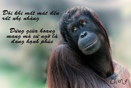 Ảnh chế giá xăng lên cao nhất trong vòng 6 tháng Ảnh chế giá xăng lên cao nhất trong vòng 6 tháng