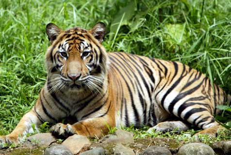  Harimau  Sumatera  Gosip Gambar