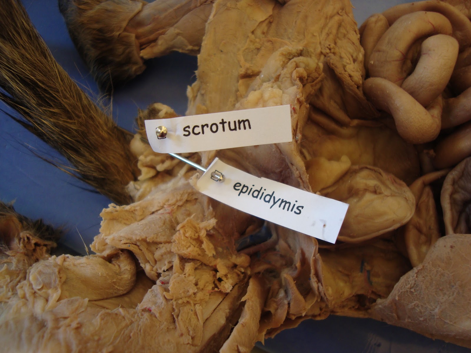 Female Cat Reproductive Anatomy