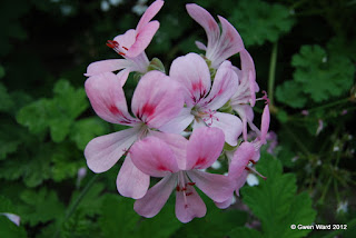 PERFECT PELARGONIUMS: Both's Snowflake - a scented pelargonium