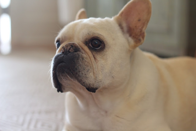I M Gonna Need U To Come Home Dog I M Gonna Need U To Come Home Dog