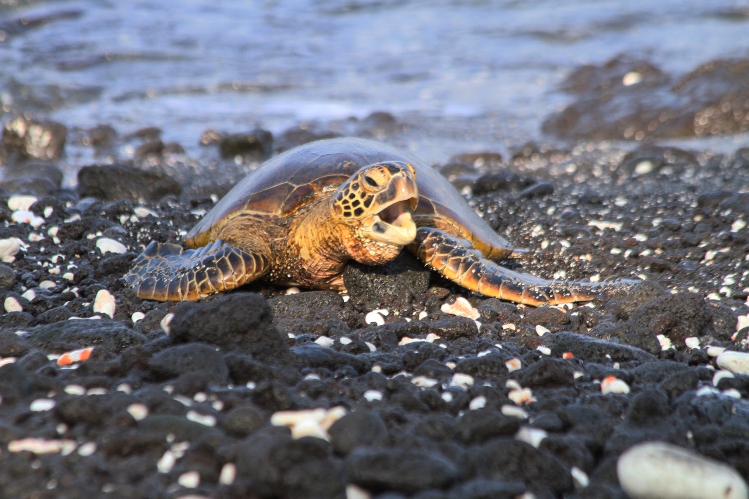 Penny Wilkes: Hawaiian Green Sea Turtles