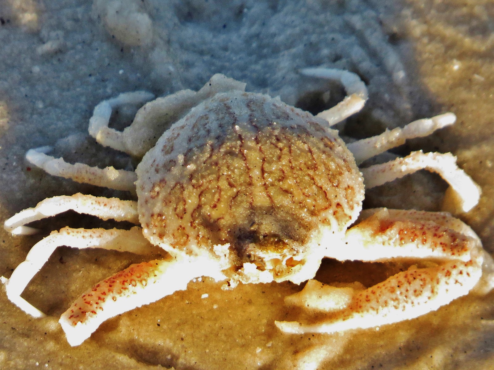 Florida Suncoast Birding Purse Crab