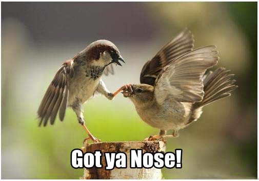Funny Animal Funny Animal