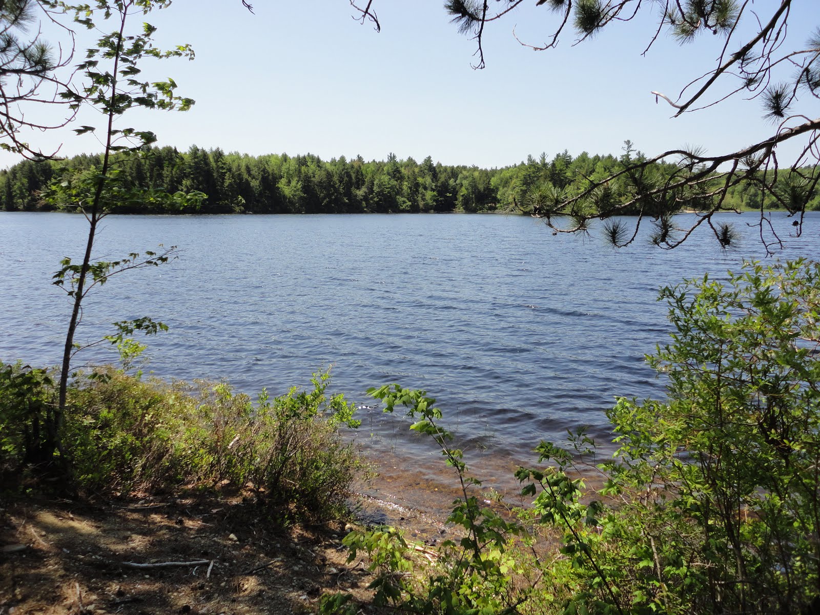 The Kayaking Bison of New Hampshire Hubbard Pond Rindge, NH