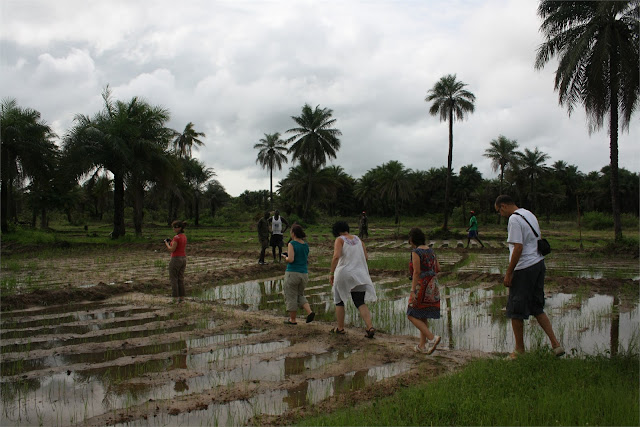 Campos de arroz de la familia de Lamine en Darsalam