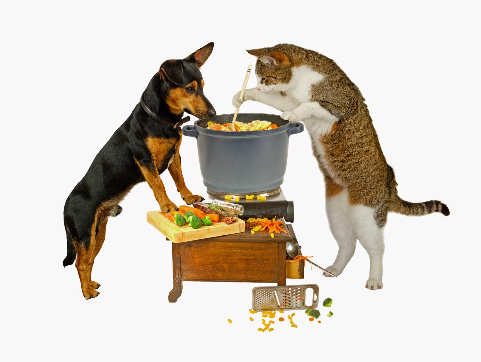 Tips for Feeding a Picky Cat or Dog Pawsitively Pets