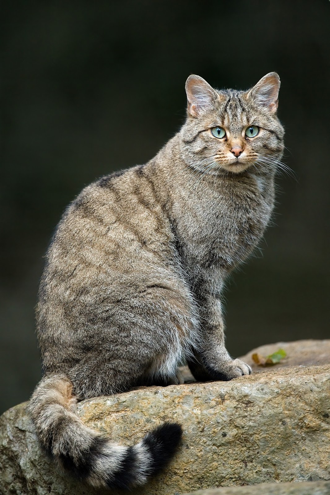 Mammals Animals: Felis silvestris silvestris Luc Viatour