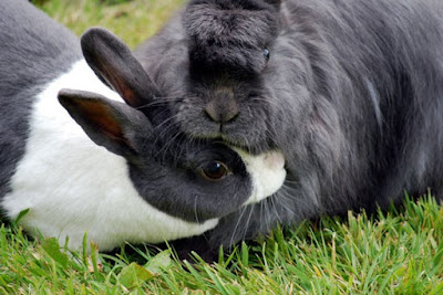 What Is My Rabbit Thinking? Rabbit Grooming Each other
