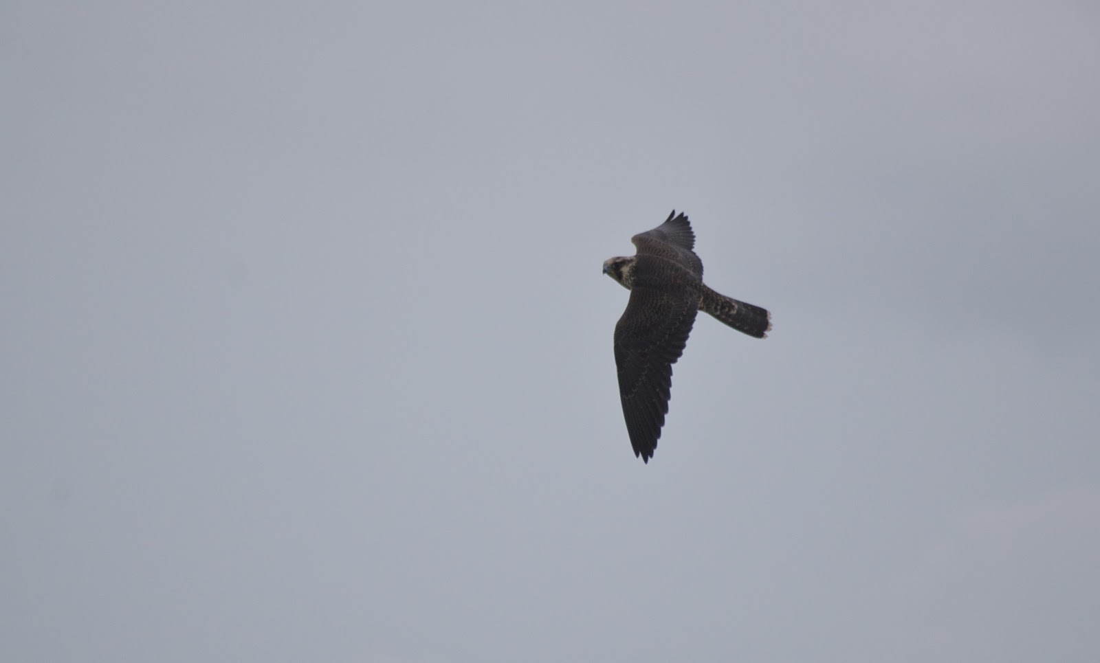 Two Birders and Binoculars: Fastest Animal on Earth