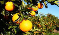 Water Trailer Crop Protection Orange grove icing