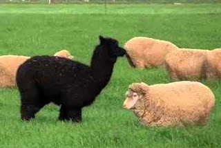 black alpaca and a white sheep