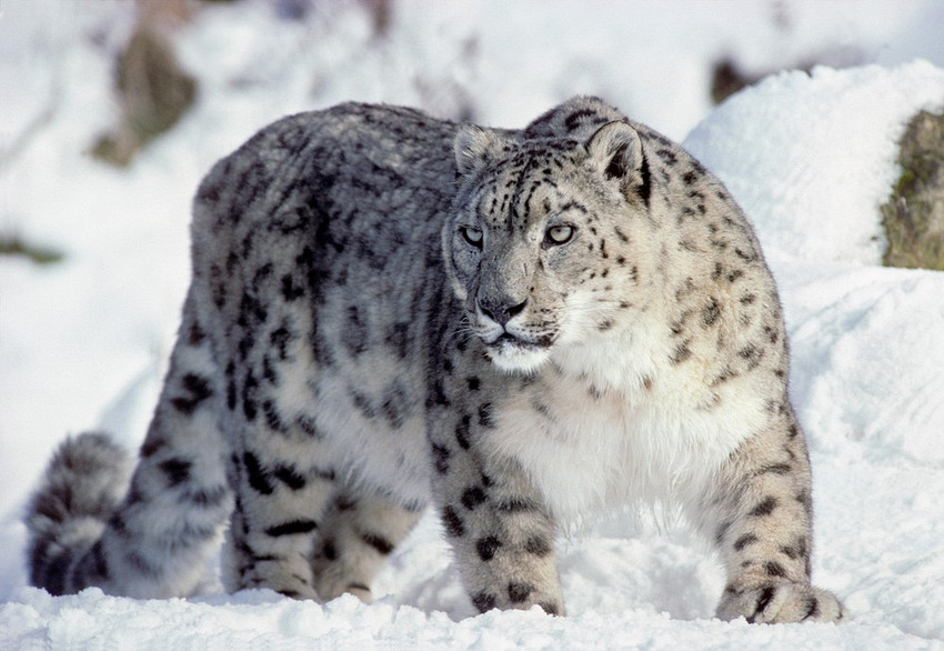 Wild Life and National Parks in Pakistan: Leopard | Snow Leopard