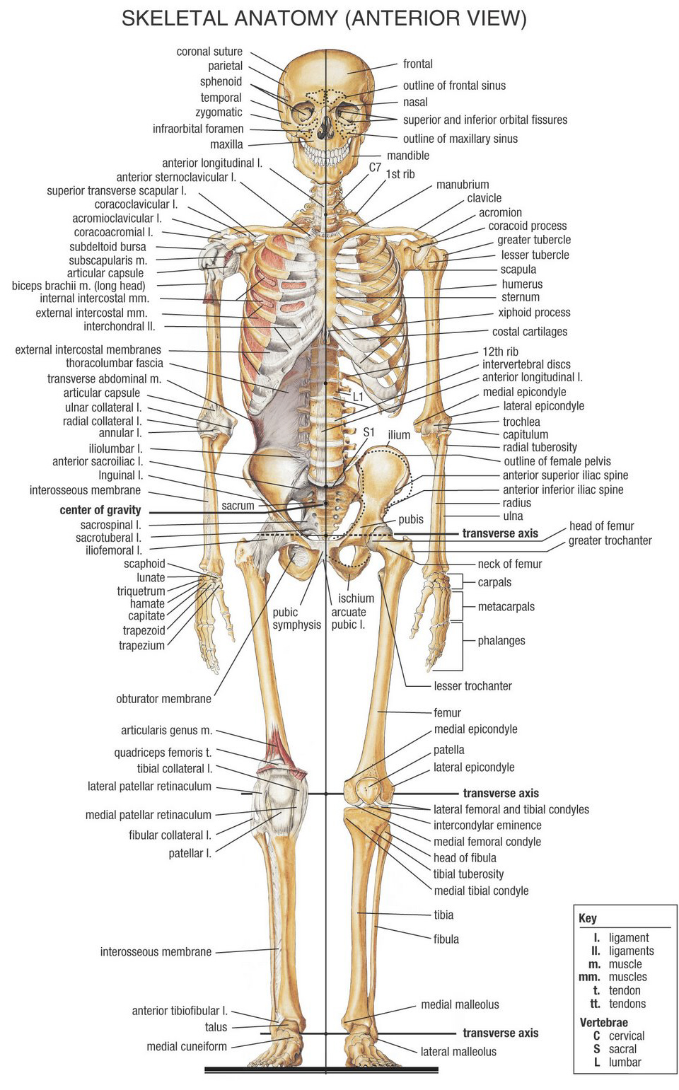 Diagrama De El Sistema Esquelétic | Quizlet, image size:960x1541