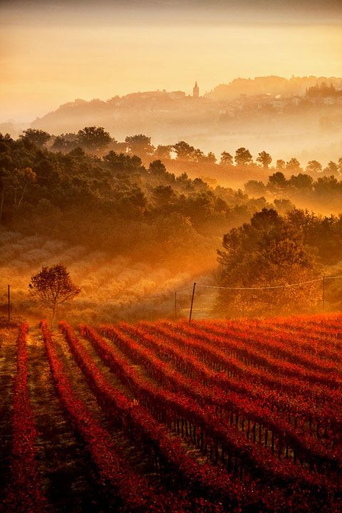 Vineyards - Umbria, Tuscany 