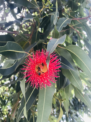 Eucalyptus blossom with native bees feasting on nectar