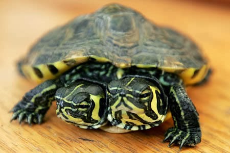 a96933_a578_1-turtle