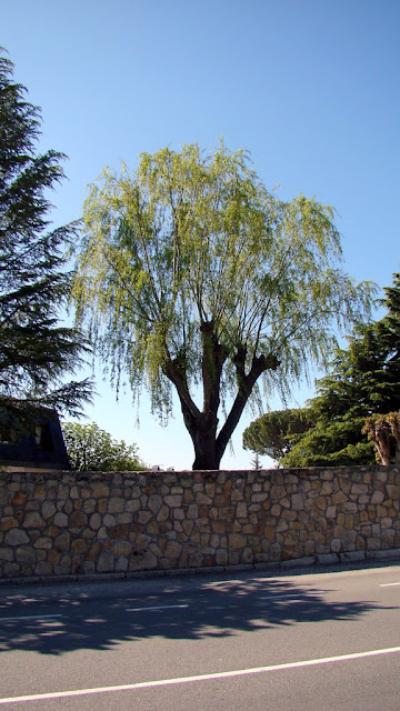 Sauce llorón (Salix babylonica L.).