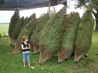 Fuente: http://pinosnavidad.com/wp-content/uploads/2013/11/PB220019.jpg