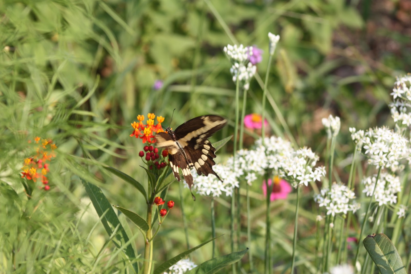 Giant Swallowtail Butterflies how to attract and grow them
