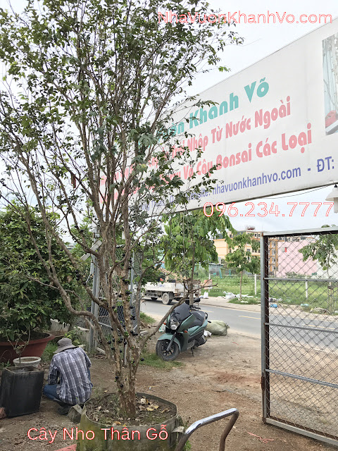 Nhà vườn Khánh Võ - Cung cấp cây nho thân gỗ chất lượng Cay-nho-than-go-khanh-vo-8
