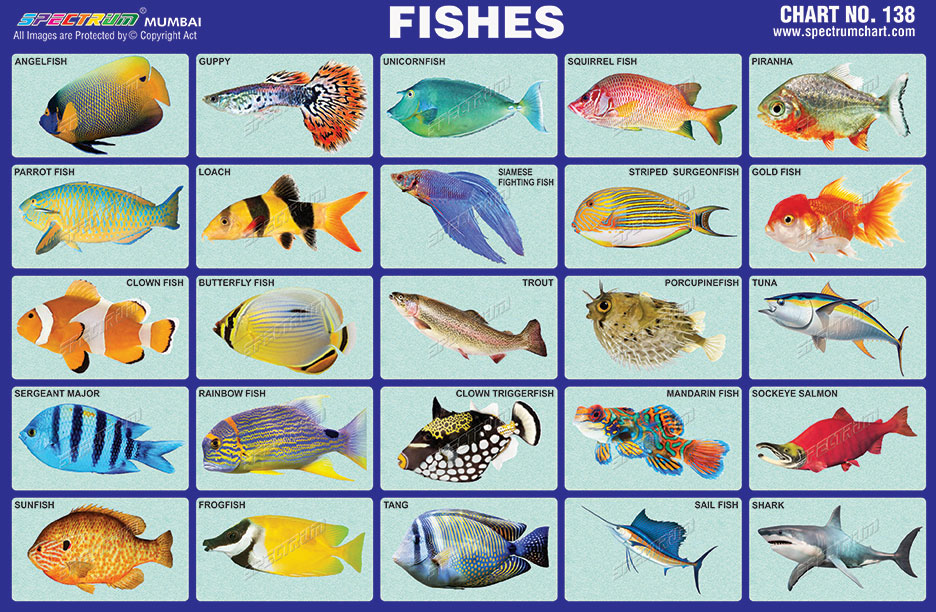 Tropical Fish Chart With Names