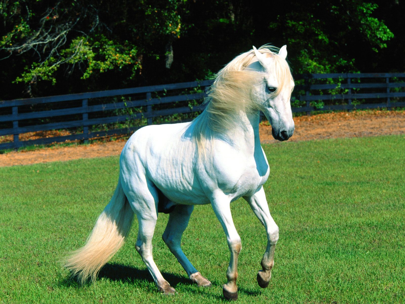 Lovely Horse Latest HD Desktop Wallpapers 2013 Beautiful And