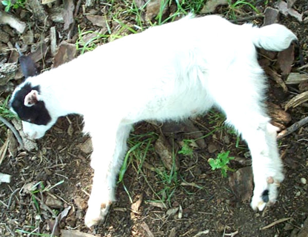 fainting, causes of fainting in goats