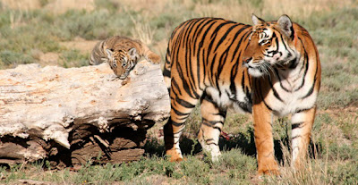 South China tiger (Panthera tigris amoyensis)