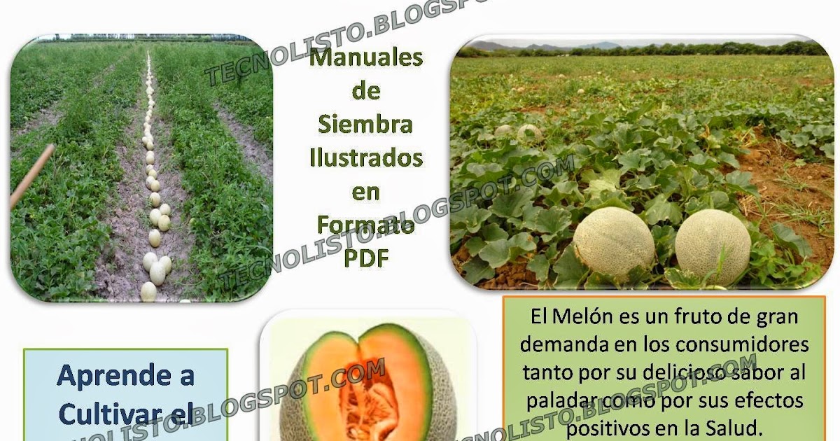 Todos los Manuales que Necesitas Manual de Cultivo Siembra de Melón
