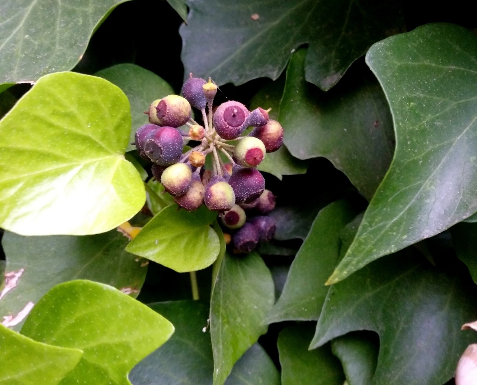 Árboles con alma Hiedra. Heura. (Hedera Helix) Árboles con alma Hiedra. Heura. (Hedera Helix)