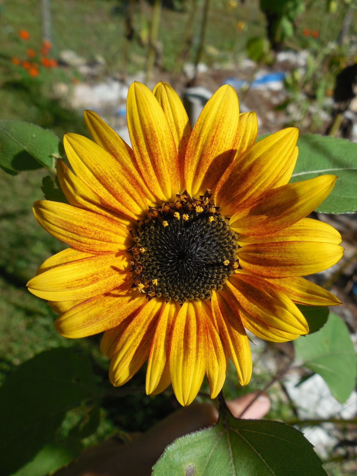 Share it! Science Lessons from Sunflowers