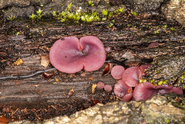 Ascocoryne sarcoides or Ascocoryne cylichnium. Pond on Hayes Common, 23 November 2016. Ascocoryne sarcoides or Ascocoryne cylichnium. Pond on Hayes Common, 23 November 2016.