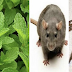 If You Have This Plant In Your House, You Will Never See Mice, Spiders And Other Insects Again