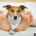 7 Surprising Reasons Your Dog Should Sleep On Your Bed Every Night