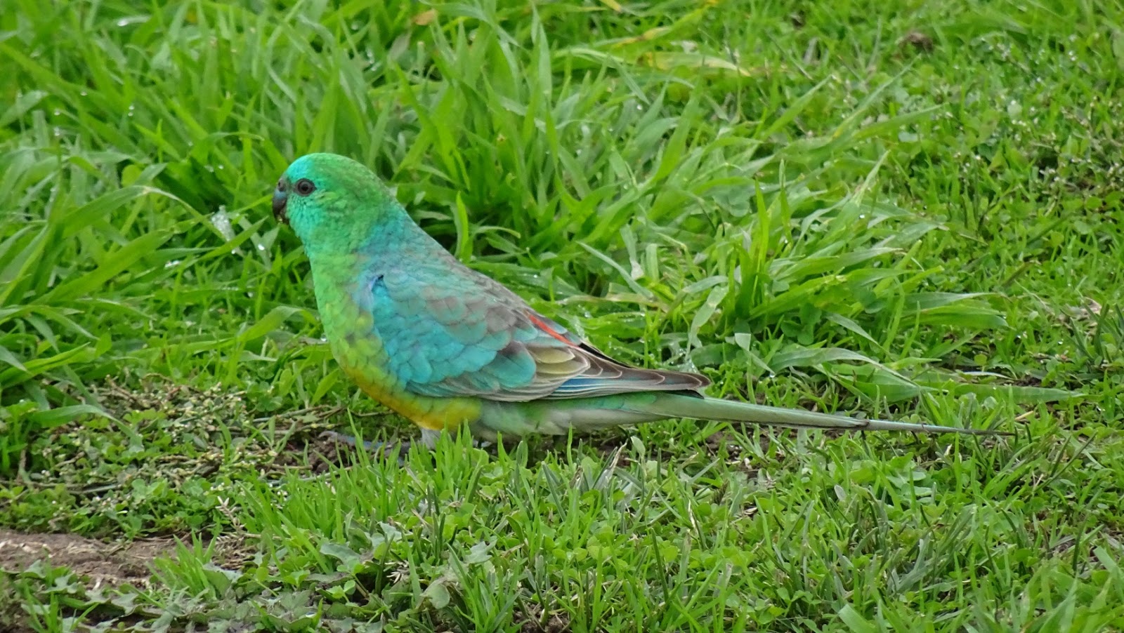 NixPixMix GRASS PARROTS