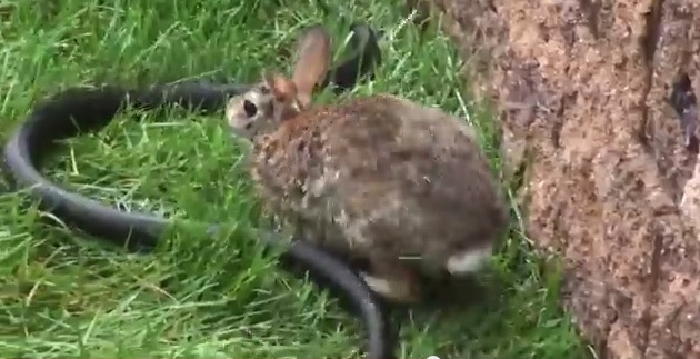 Fun N Fun: RABBIT VS SNAKE. VIDEO OF A RABIT FIGHT WITH SNAKE TO SAVE ...