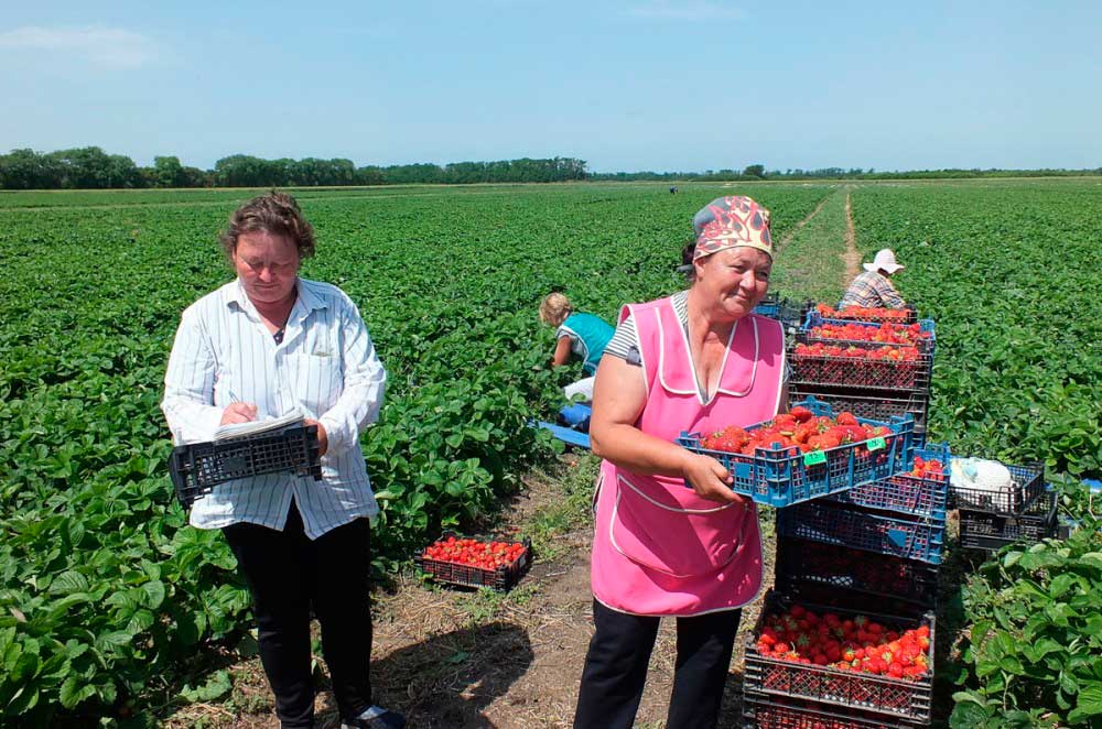 работа в селе с проживанием. схпк уныш атнинский район. педашенко кфх (труновский). рабочие в теплицах. работники сельского хозяйства.