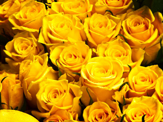 yellow-roses-images