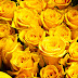 Yellow Roses Images Pics Wallpaper Photos Bouquet in HD FREE Download