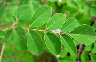 Cara Mengolah Daun Kelor dan Manfaatnya bagi kesehatan manfaat teh daun kelor, manfaat daun kelor untuk kanker, gambar daun kelor, cara mengolah daun kelor, manfaat daun kelor bagi kesehatan dan kecantikan, daun kelor adalah, efek samping daun kelor, manfaat daun kelor untuk rahim