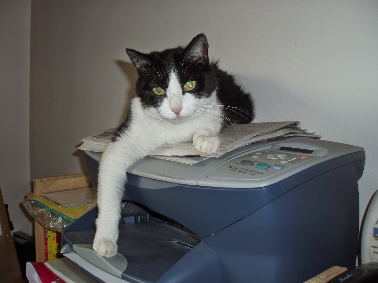 cat sleeping on scanner