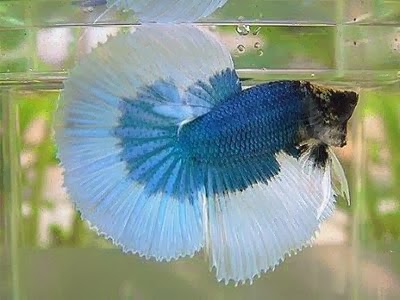 1010+ Gambar Ikan Cupang Warna Biru Terbaik