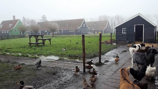 Catharina Hoeve Cheese Farm Various animals at Catharina Hoeve Cheese Farm