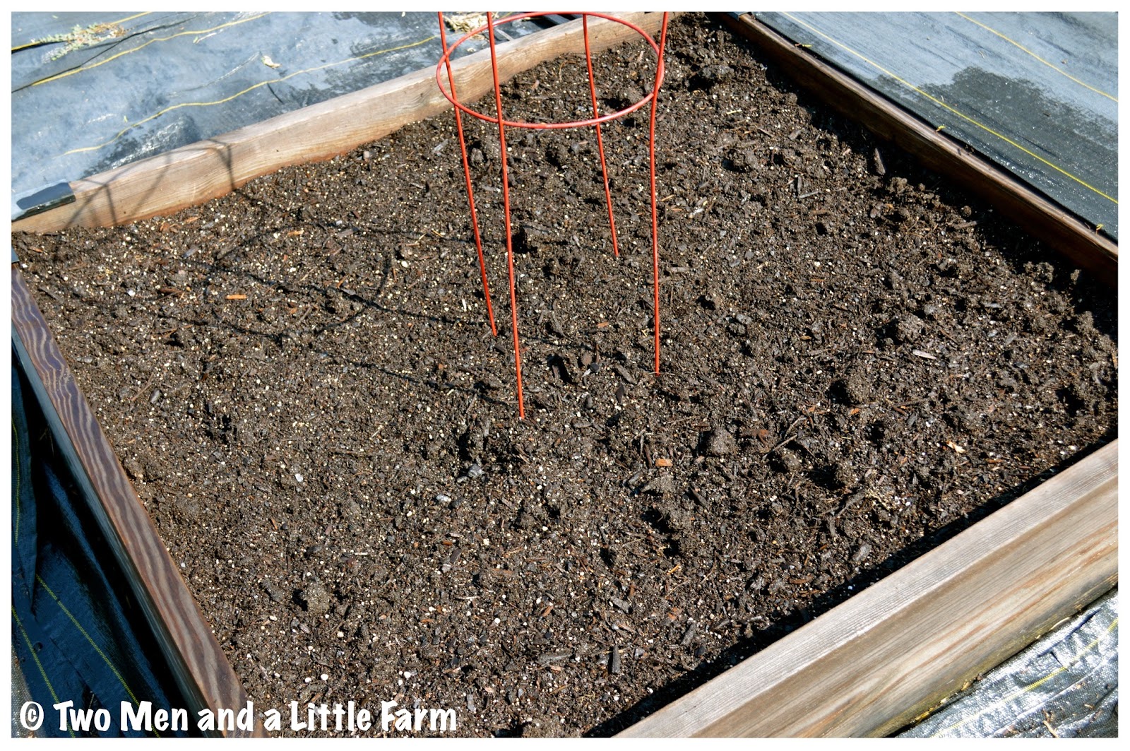 Two Men and a Little Farm RAISED BED GARLIC TRYING AGAIN