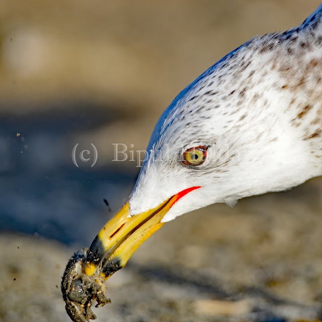 Sea Gull Breaking a Crab Sea Gull Breaking a Crab